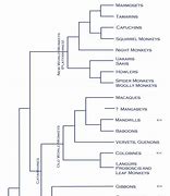 Image result for Primate Classification Chart