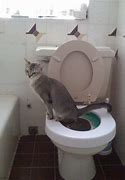 Image result for Cat Using Toliet