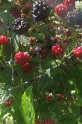 Image result for Growing Blackberries in Wisconsin