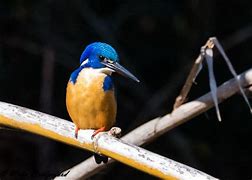 Image result for Collared Kingfisher