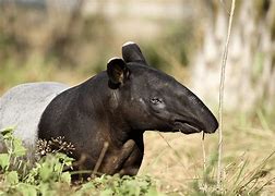 Image result for Tapir Lips