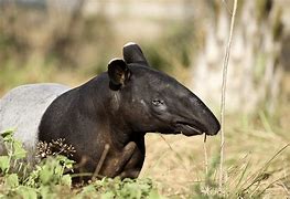 Image result for Tapir Lips