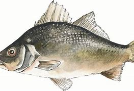 Image result for White Perch