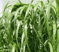 Image result for Rye Grass Field