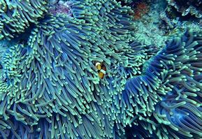 Image result for Biodiversity in Ocean