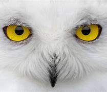 Image result for Owl with Yellow Eyes