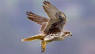 Image result for Falcon Bird Identification