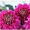 Image result for Fun Flowers Pink