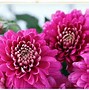 Image result for Pink Rare Flpwers