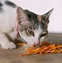 Image result for Cat Eating Raw Fish