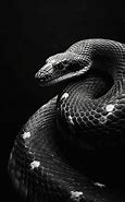 Image result for Snake Black and White Photography