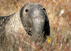 Image result for Male Elephant Seal