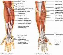 Image result for Wrist Muscles