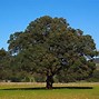 Image result for Camphor Tree New Leaves