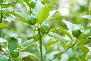 Image result for Tall Kumquat Tree