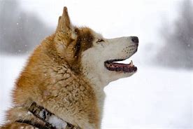 Image result for Proud Husky in the Snow