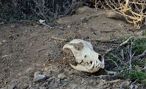 Image result for Coyote Skull Identification