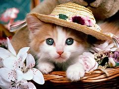 Image result for Cute Cats and Kittens Pictures