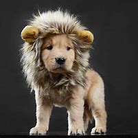 Image result for Dog Costume Lion