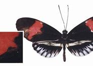 Image result for Asymmetrical Butterfly