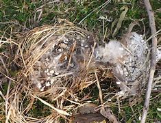 Image result for Guardian Finch Nest