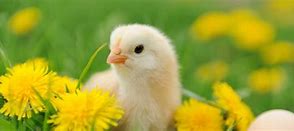 Image result for Chick Culling