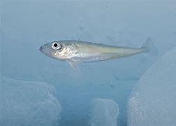 Image result for Arctic Flatfish