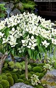 Image result for Low-Growing Cornus