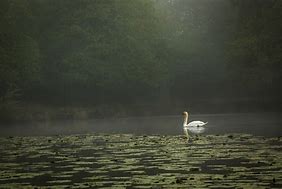 Image result for Swan Lake Nature Centre