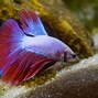 Image result for Purple Betta