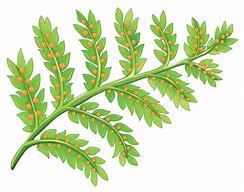 Image result for Fern in Pot Clip Art