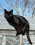 Image result for Black Hooded Cat Animal