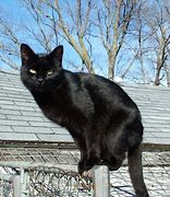 Image result for Black Cat with Shades