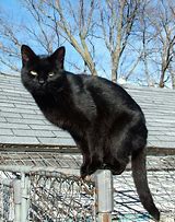 Image result for Black Cat Shark