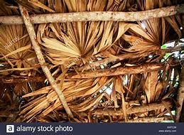 Image result for Palm Thatch Roof