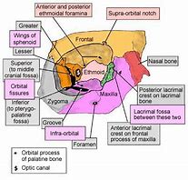 Image result for Orbital Bone Anatomy Model