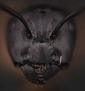 Image result for Ant Face