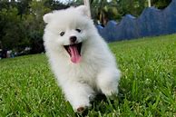 Image result for White Puffy Doggo