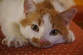 Image result for Cat Teen Years