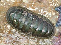 Image result for Chiton Wetlands