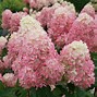 Image result for Hydrangea Pan Limelight Prime