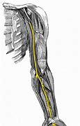 Image result for Median Nerve Distribution Arm