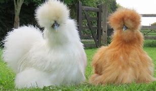 Image result for Cute Silkie Chickens