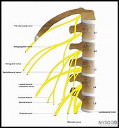 Image result for Spinal Nerves Lumbar Spine