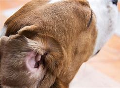 Image result for Infected Dog Ear