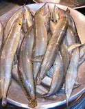 Image result for Long Baim Fish