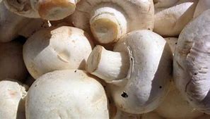 Image result for Mushroom Allergy