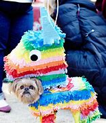 Image result for Cute Dog Halloween Costume Ideas