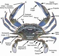 Image result for Blue Crab Anatomy Diagram