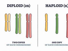 Image result for Haploid Biology